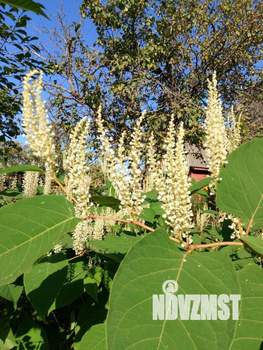 Дом 55м², 1-этажный, участок 7 сот.