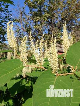 Дом 55м², 1-этажный, участок 7 сот.