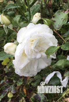 Дом 15м², 1-этажный, участок 5 сот.  