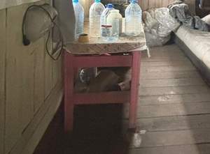 Дом 20м², 1-этажный, участок 4 сот.  