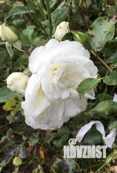 Дом 15м², 1-этажный, участок 5 сот.  